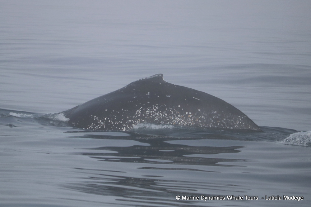 Humpback whale, whale watching, gansbaai, south africa,