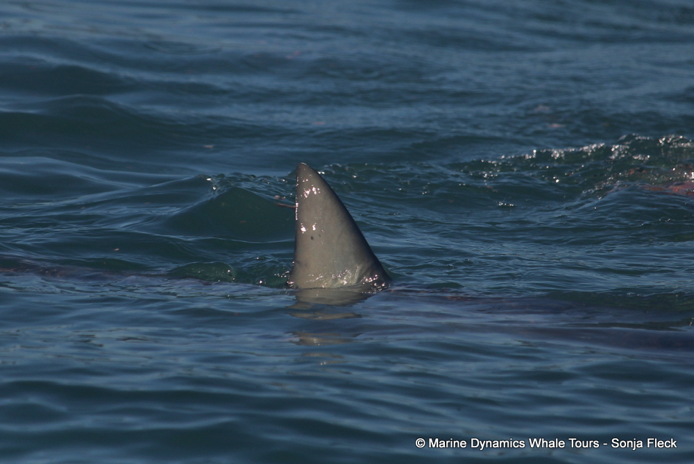 bronze whaler shark, whale watching, gansbaai, south africa,