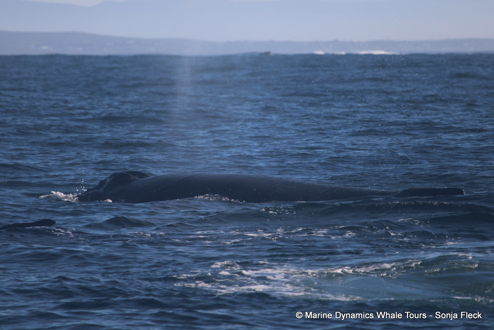 Humpback whale, whale watching, gansbaai, south africa,