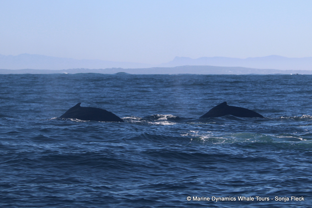 Humpback whale, whale watching, gansbaai, south africa,