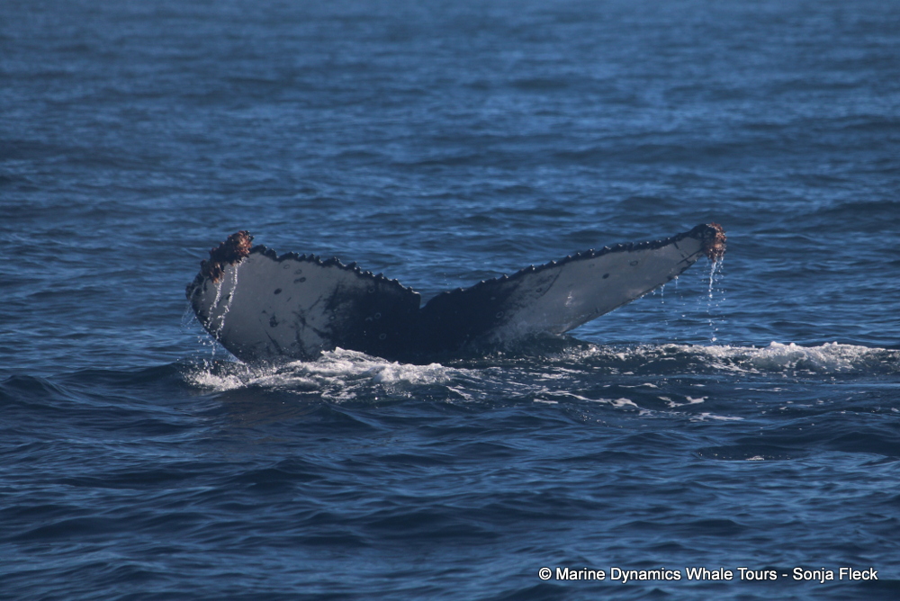 Humpback whale, whale watching, gansbaai, south africa,