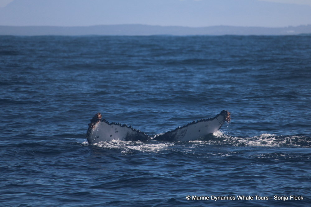 Humpback whale, whale watching, gansbaai, south africa,