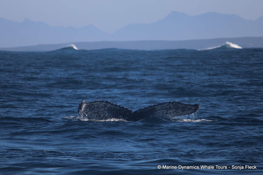 Humpback whale, whale watching, gansbaai, south africa,