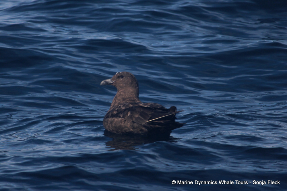 Subantarctic Skua, whale watching, gansbaai, south africa,