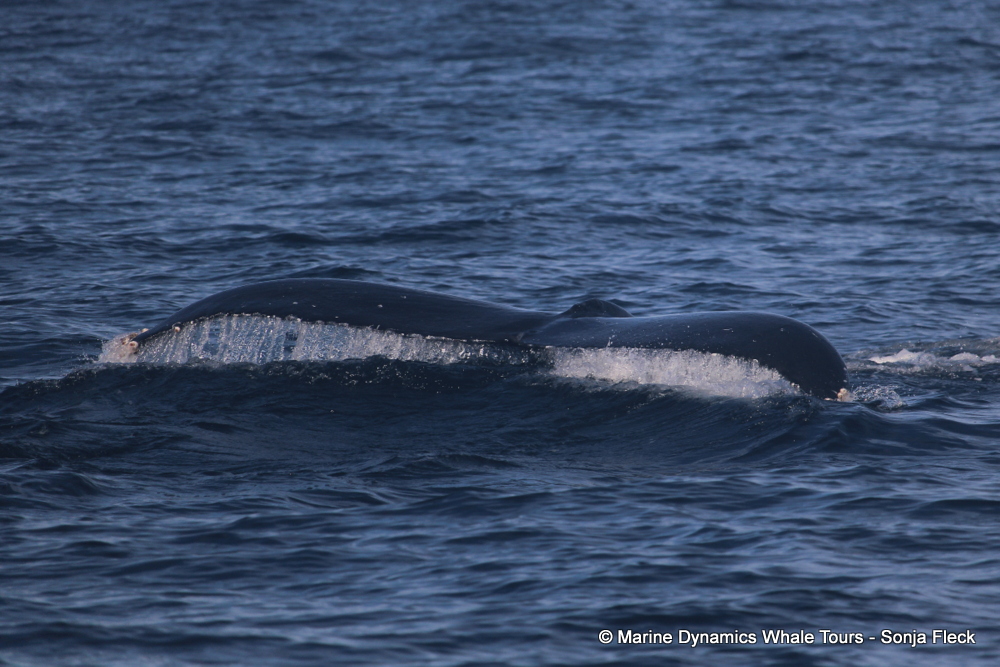 Humpback whale, whale watching, gansbaai, south africa,