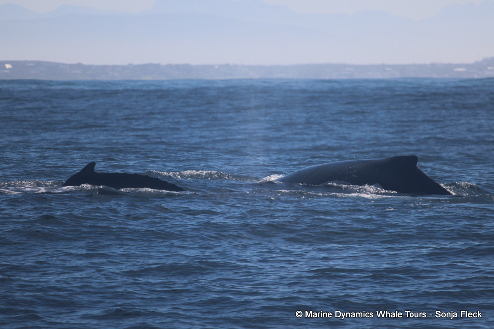 Marine Big 5 Daily Blog 25 May