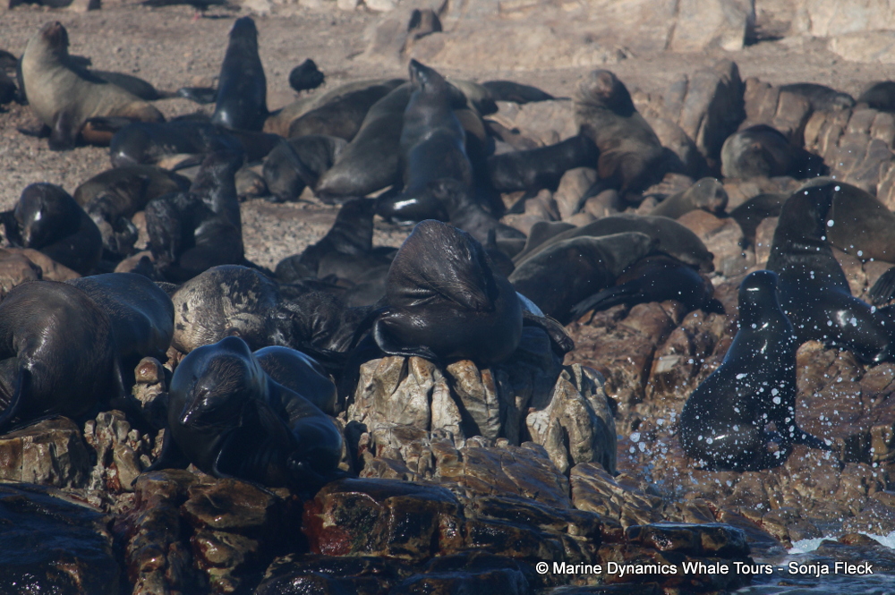 Cape fur seal, whale watching, gansbaai, south africa,