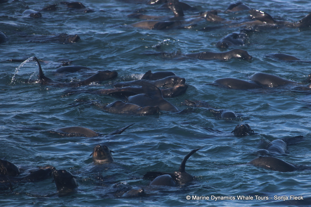 Cape fur seal, whale watching, gansbaai, south africa,