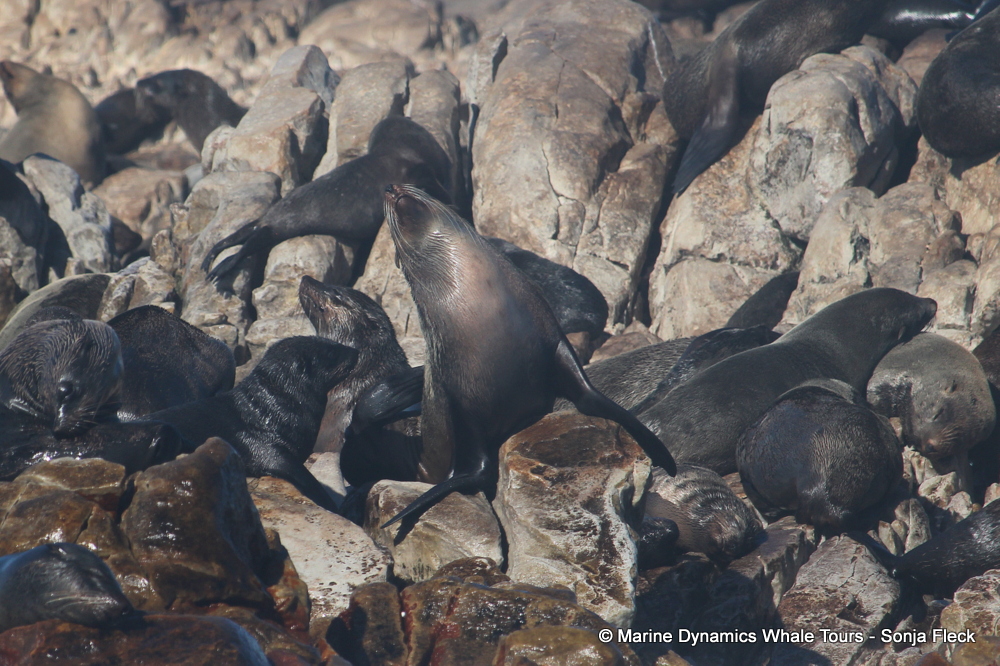 Cape fur seal, whale watching, gansbaai, south africa,