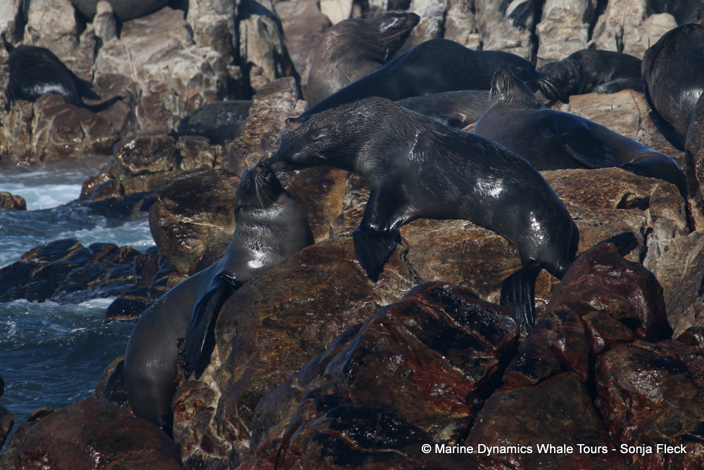 Cape fur seal, whale watching, gansbaai, south africa,
