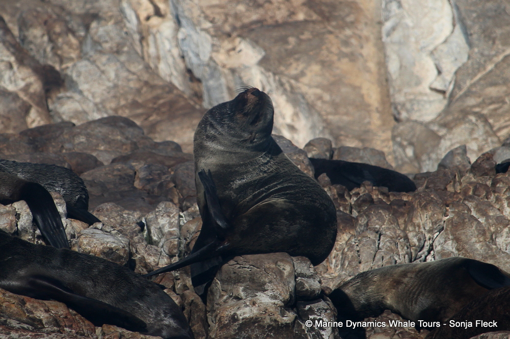 Cape fur seal, whale watching, gansbaai, south africa,