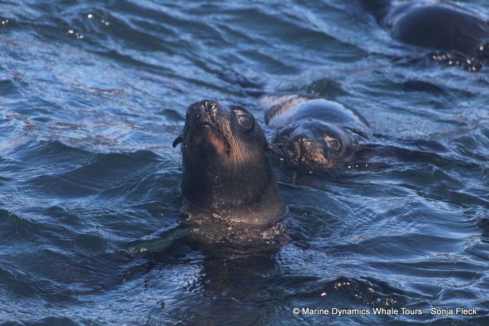 Cape fur seal, whale watching, gansbaai, south africa,