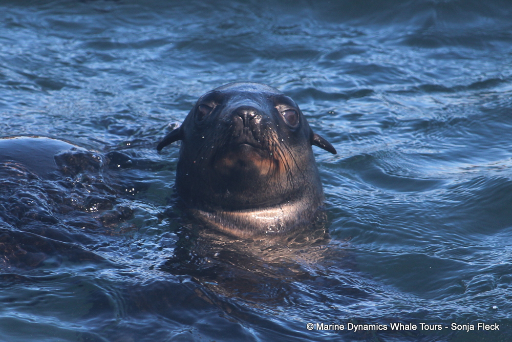 Cape fur seal, whale watching, gansbaai, south africa,