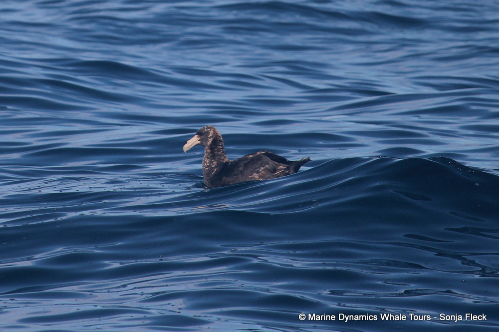 Giant Petrel, whale watching, gansbaai, south africa,