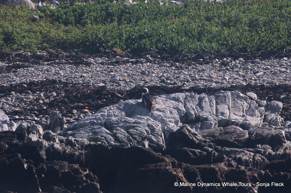 Africa Penguin ,whale watching, gansbaai, south africa,