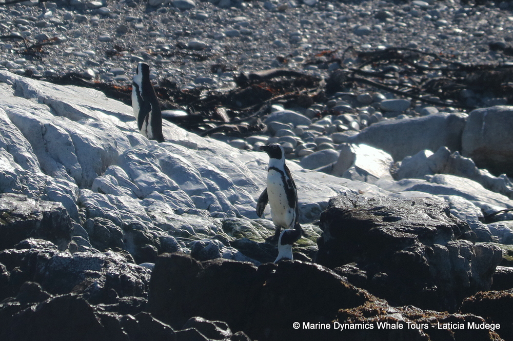 Africa Penguin ,whale watching, gansbaai, south africa,