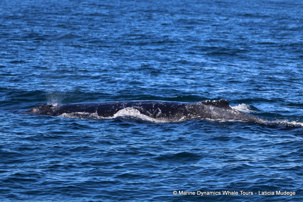 Humpback whale, whale watching, gansbaai, south africa,