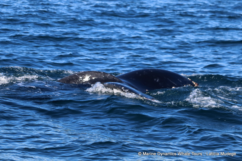Humpback whale, whale watching, gansbaai, south africa,