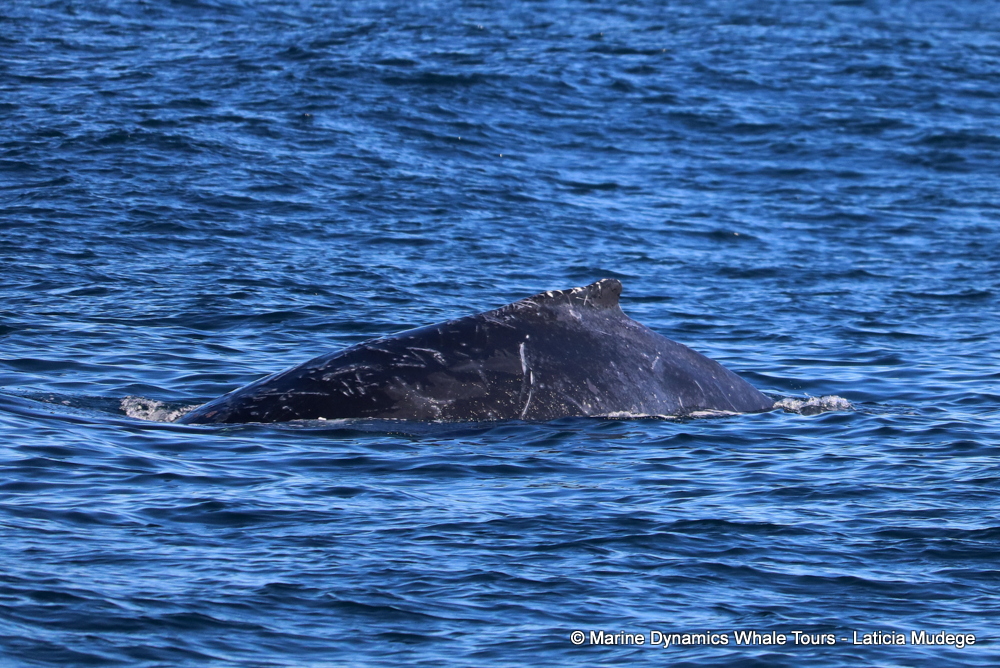 Humpback whale, whale watching, gansbaai, south africa,