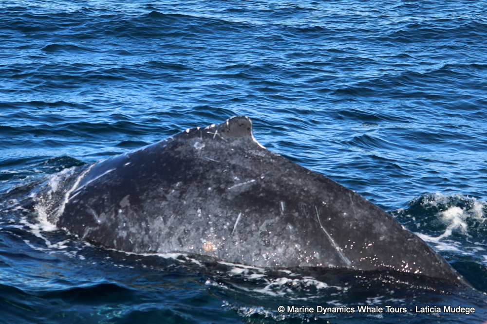 Humpback whale, whale watching, gansbaai, south africa,
