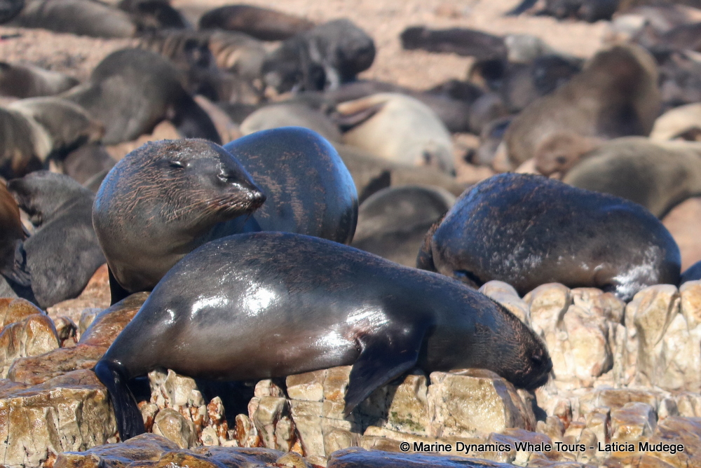 Cape fur seal, whale watching, gansbaai, south africa,