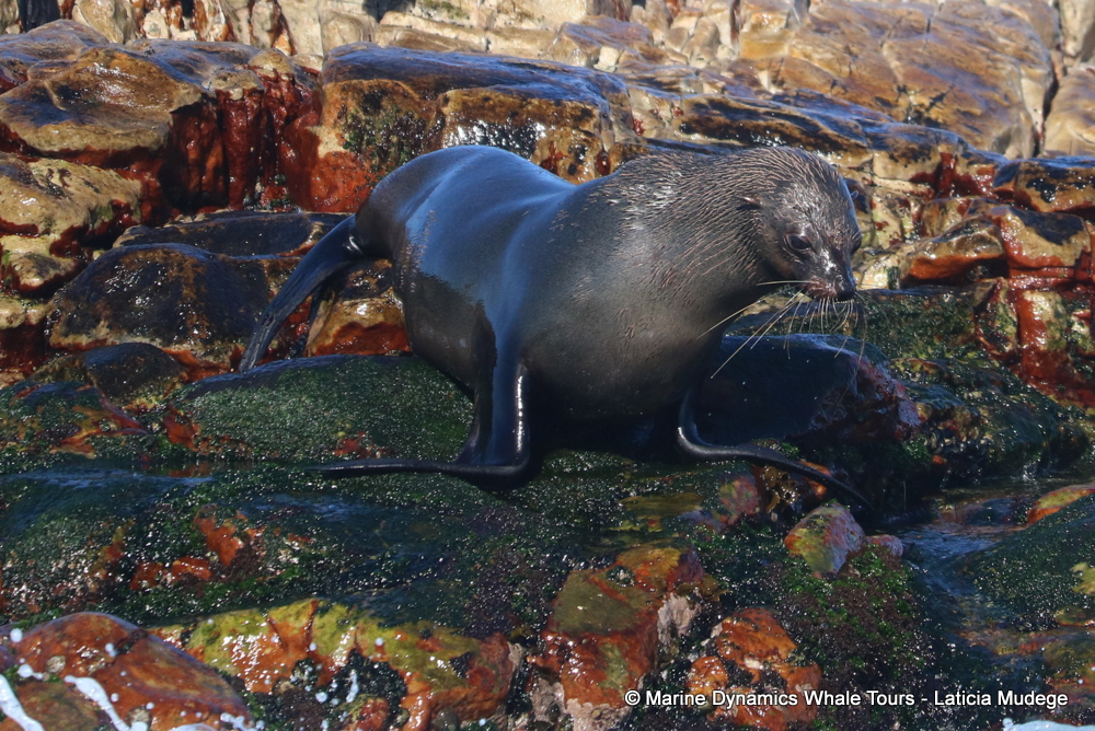 Cape fur seal, whale watching, gansbaai, south africa,