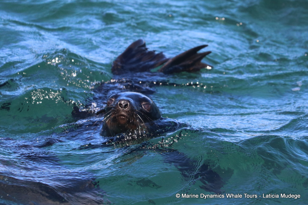 Cape fur seal, whale watching, gansbaai, south africa,