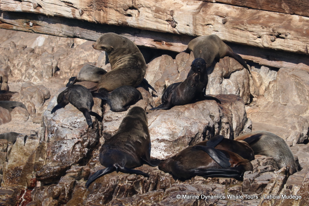 Cape fur seal, whale watching, gansbaai, south africa,