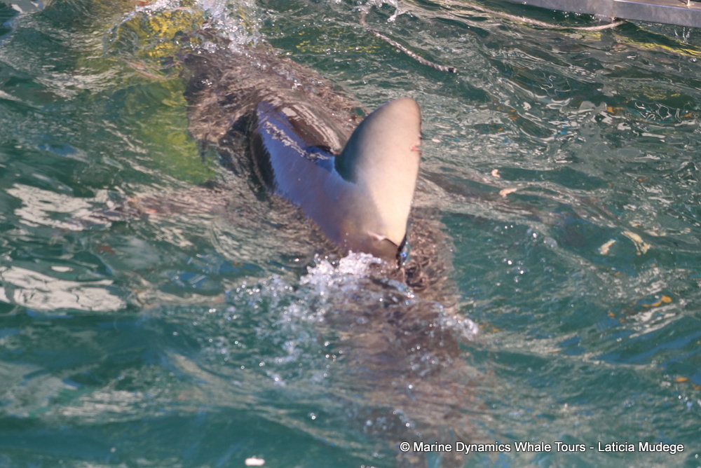 bronze whaler shark, whale watching, gansbaai, south africa,