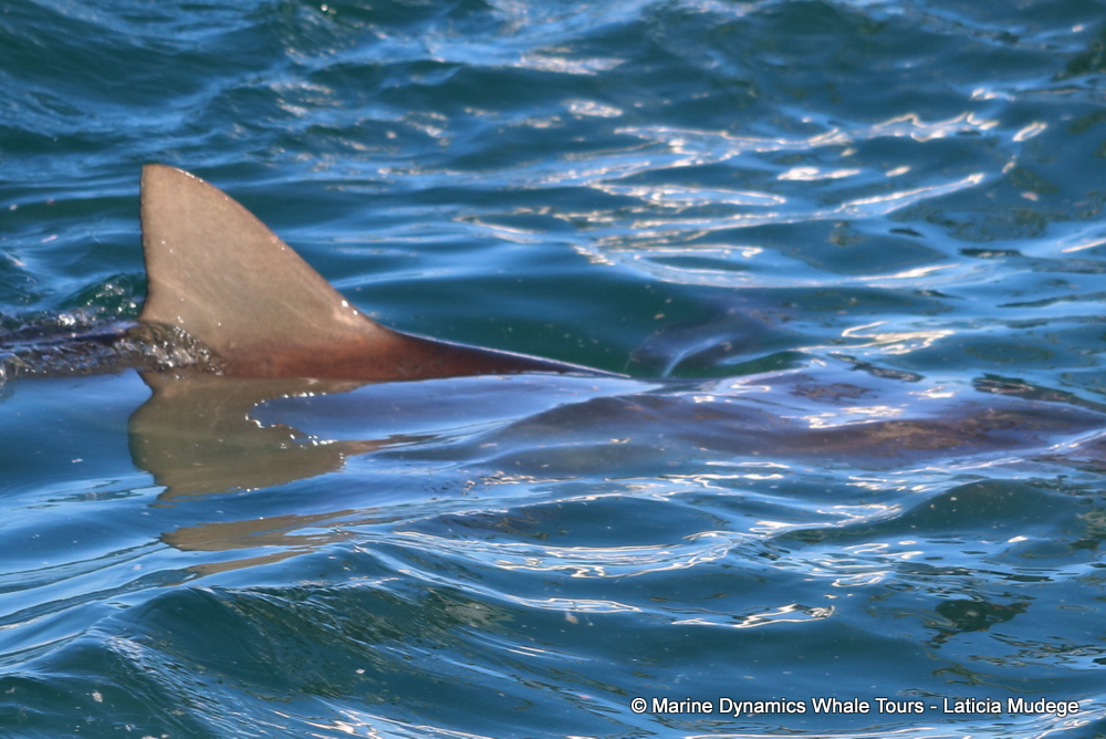 bronze whaler shark, whale watching, gansbaai, south africa,