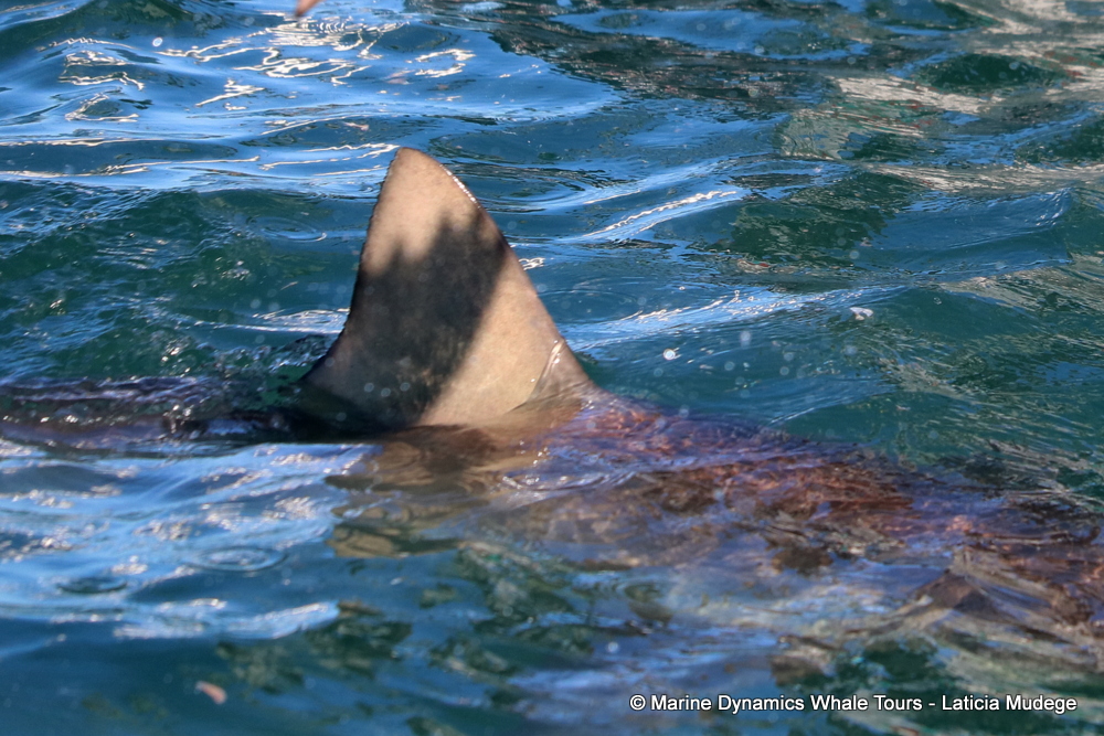 bronze whaler shark, whale watching, gansbaai, south africa,