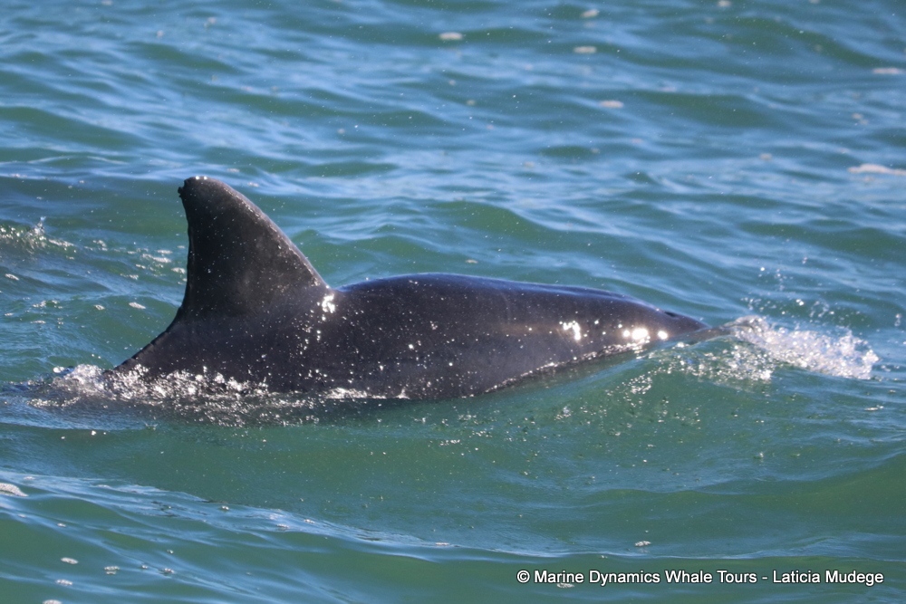 Bottlenose dolphin, whale watching, gansbaai, south africa,