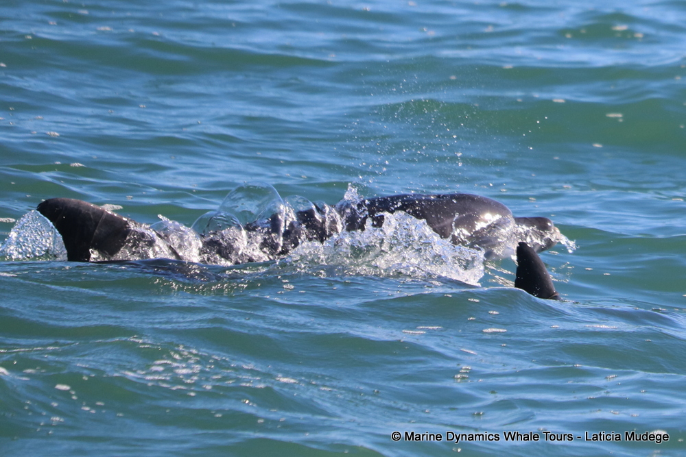Bottlenose dolphin, whale watching, gansbaai, south africa,