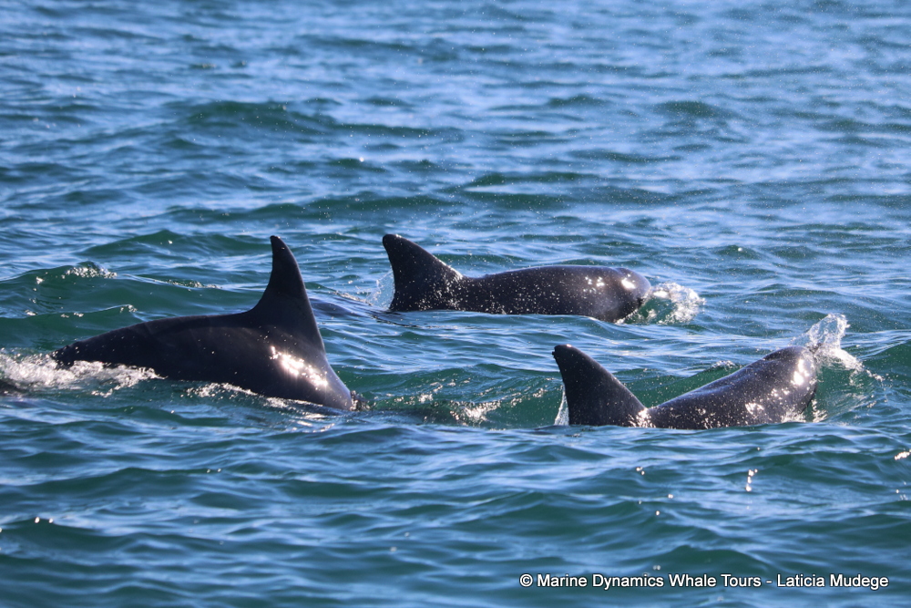 Bottlenose dolphin, whale watching, gansbaai, south africa,