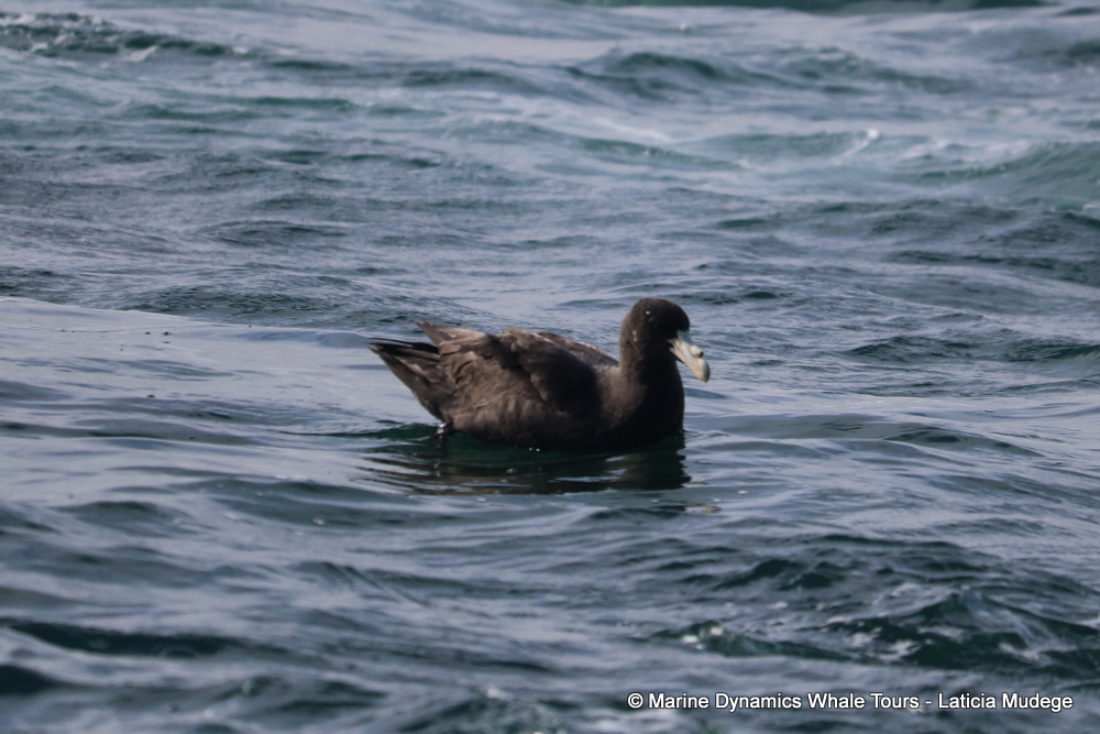 Giant Petrel, whale watching, gansbaai, south africa,