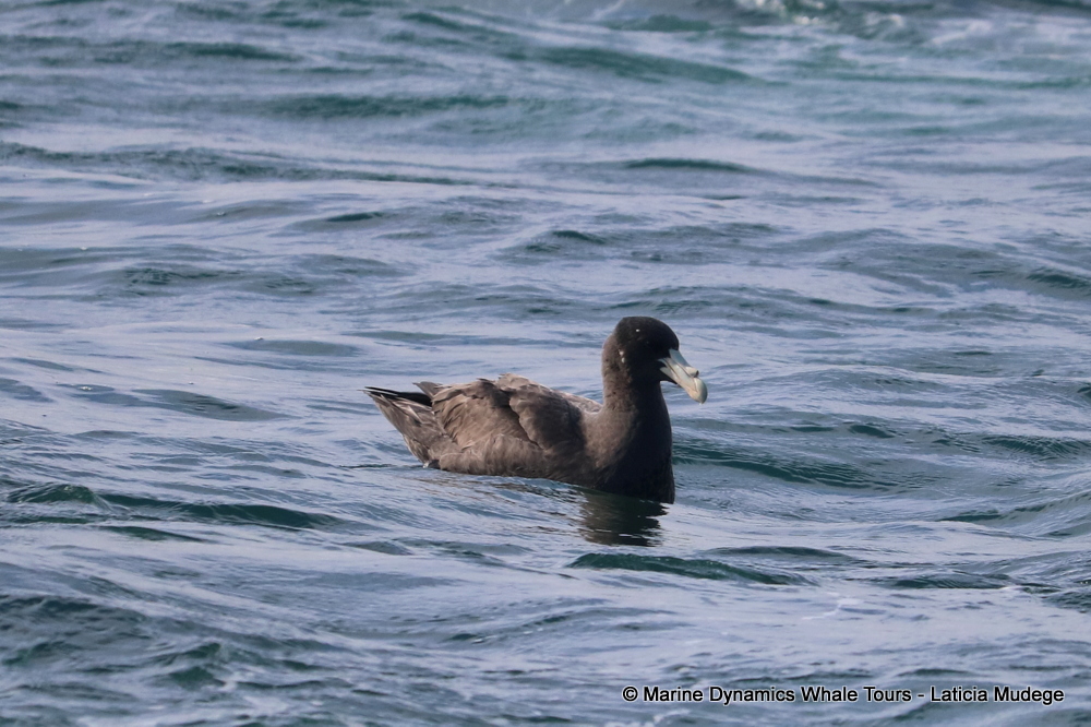 Giant Petrel, whale watching, gansbaai, south africa,