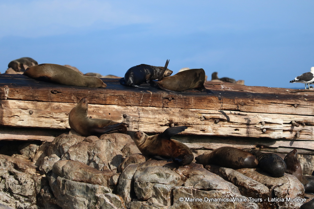 Cape fur seal, whale watching, gansbaai, south africa,