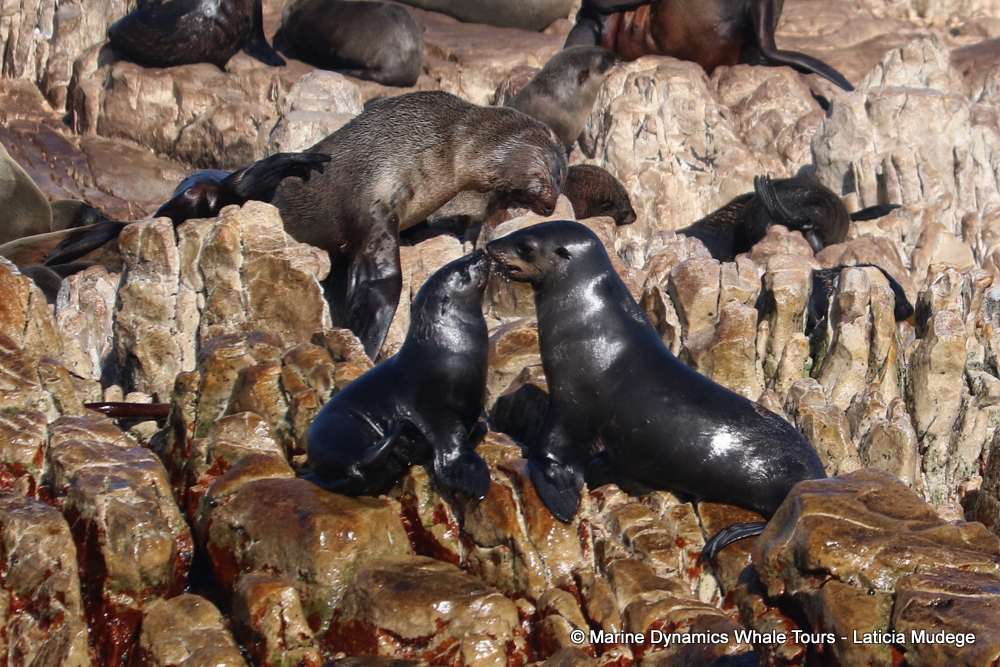Cape fur seal, whale watching, gansbaai, south africa,