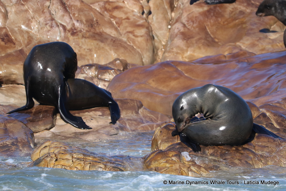 Cape fur seal, whale watching, gansbaai, south africa,