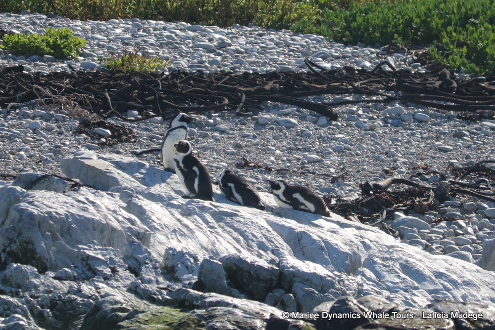 Africa Penguin ,whale watching, gansbaai, south africa,