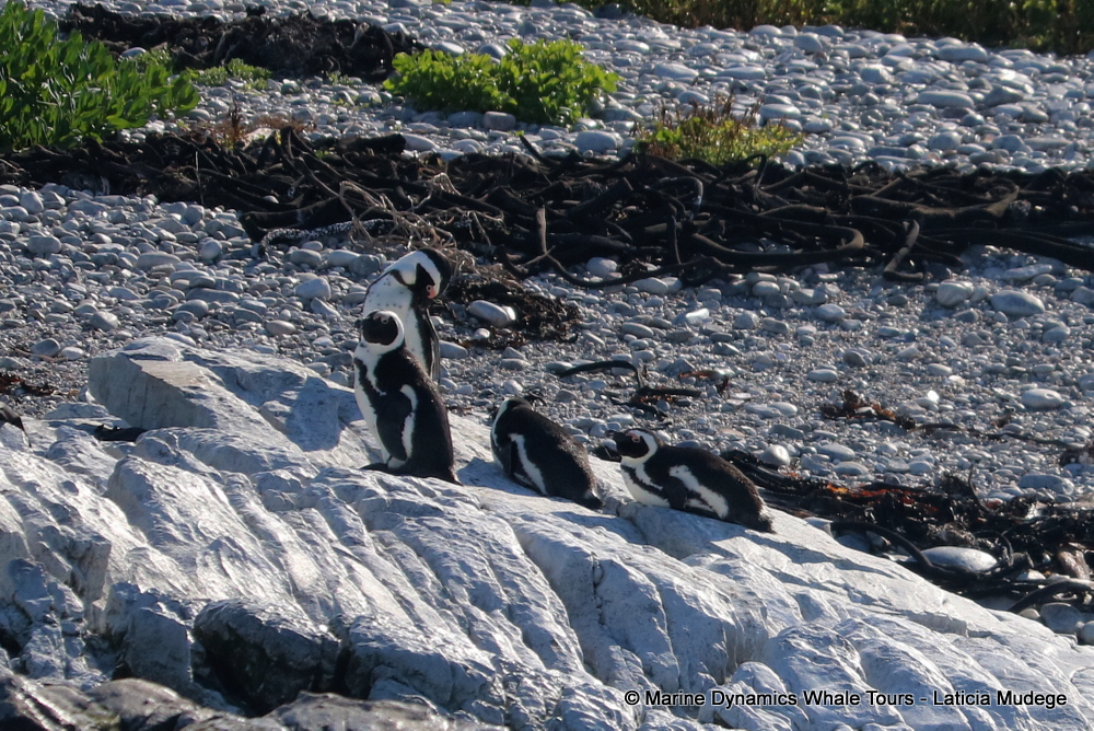 Africa Penguin ,whale watching, gansbaai, south africa,