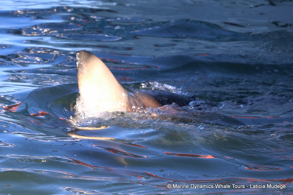 bronze whaler shark, whale watching, gansbaai, south africa,