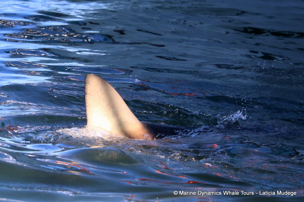 bronze whaler shark, whale watching, gansbaai, south africa,