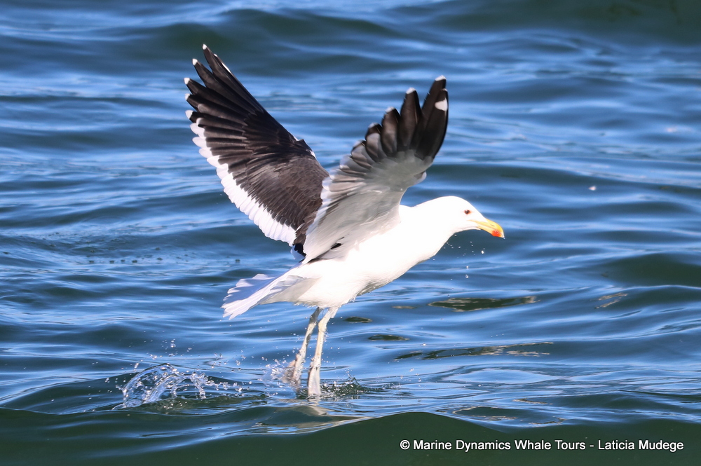 Gull, whale watching, gansbaai, south africa,