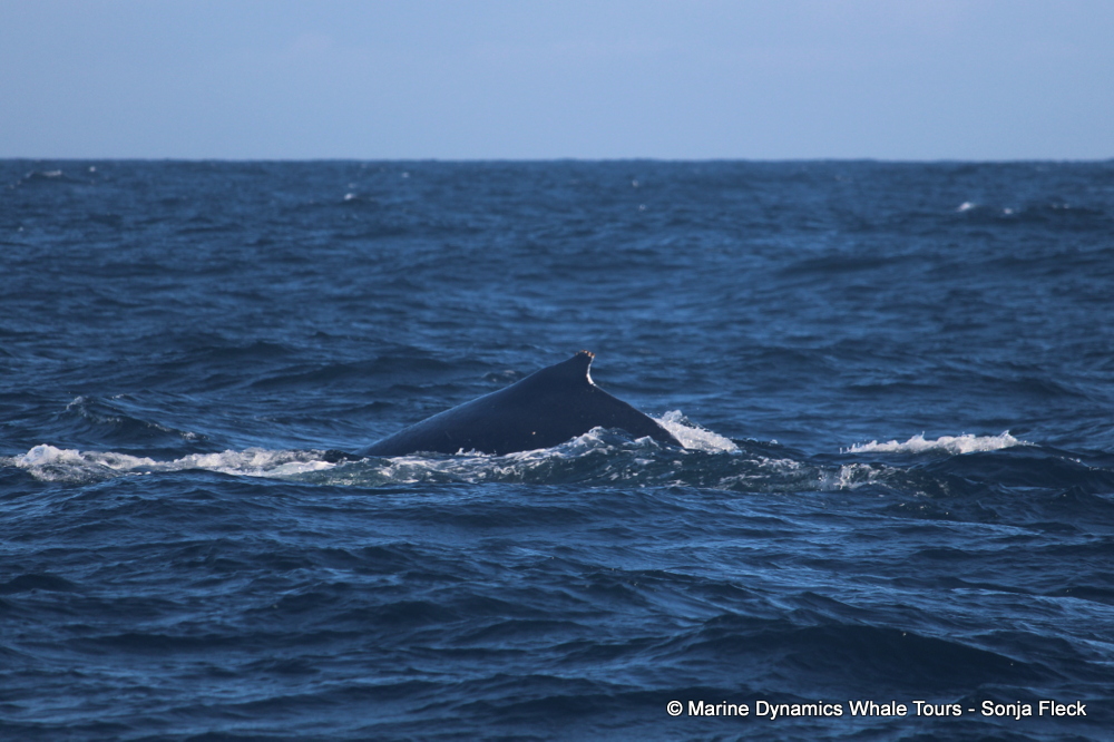 Humpback whale, whale watching, gansbaai, south africa,