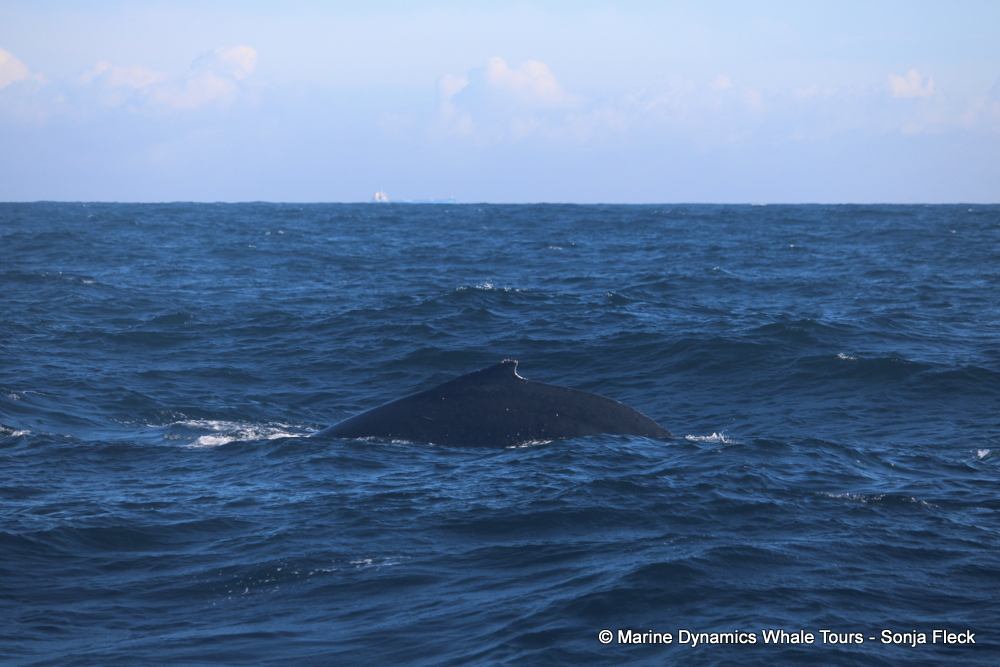 Humpback whale, whale watching, gansbaai, south africa,
