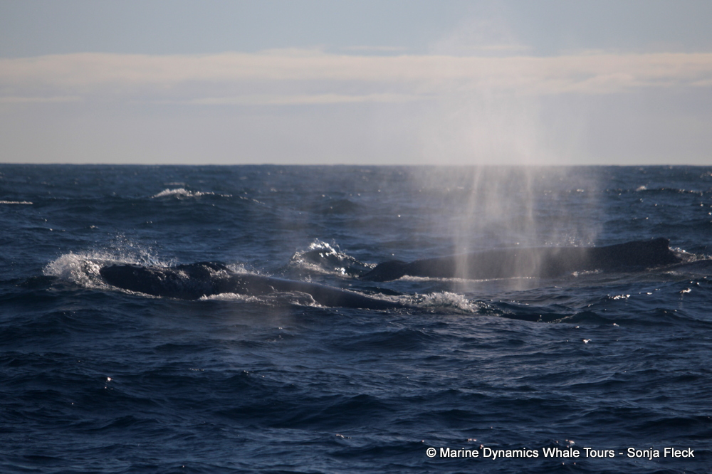Humpback whale, whale watching, gansbaai, south africa,