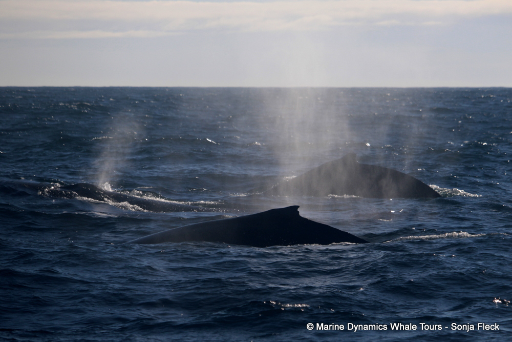 Marine Big 5 Daily Blog 26 May