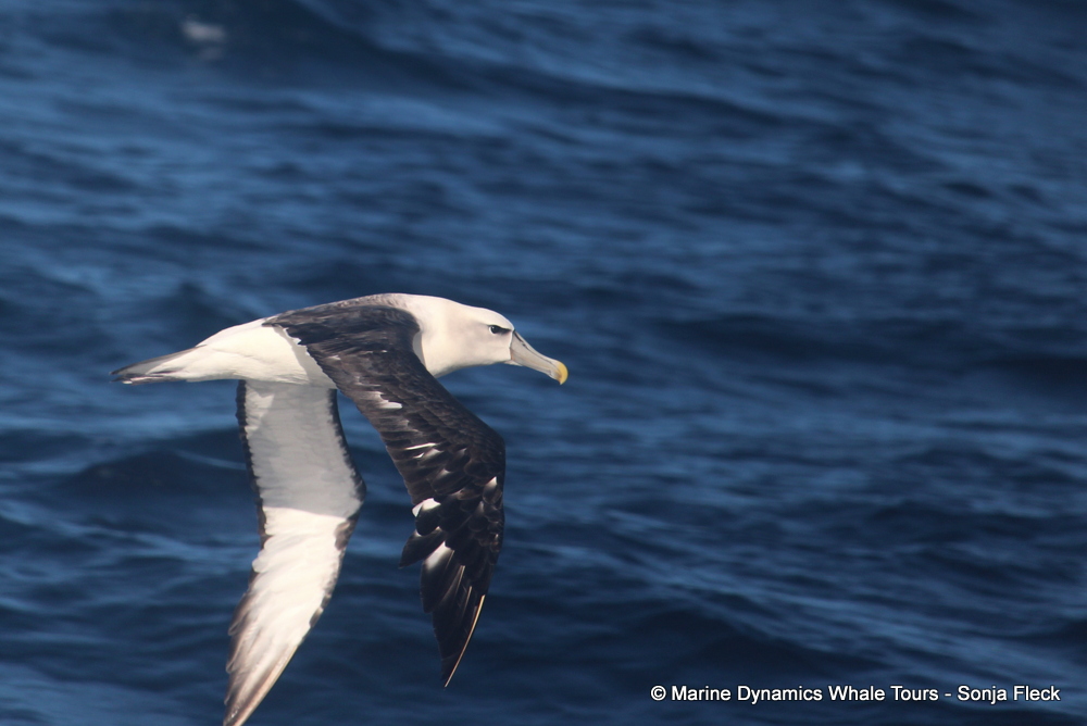 Shy Albatross, whale watching, gansbaai, south africa,