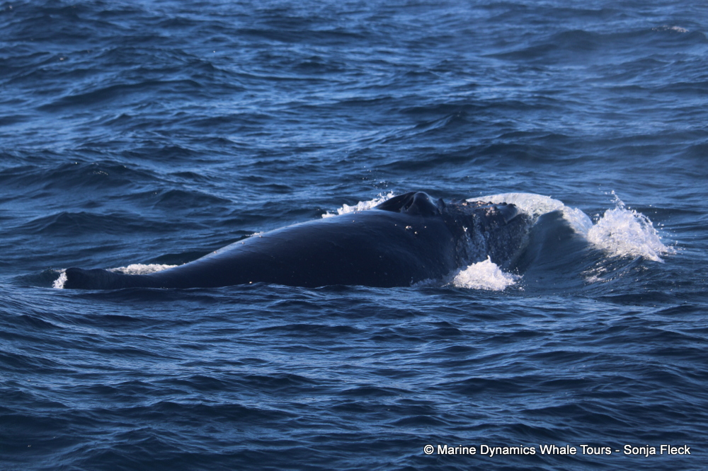 Humpback whale, whale watching, gansbaai, south africa,